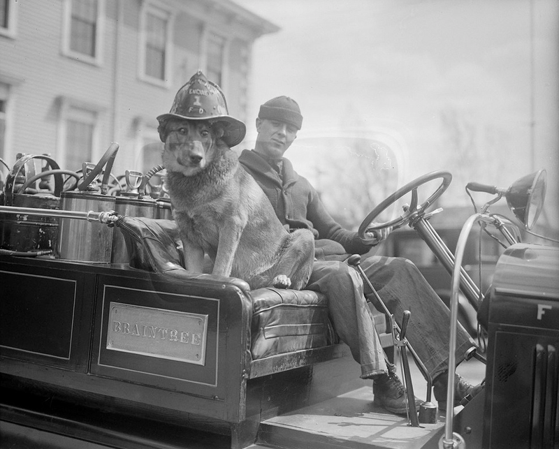 Illustration for article titled Vintage Photos Reveal Century-Long Obession with Dressing Up Pets